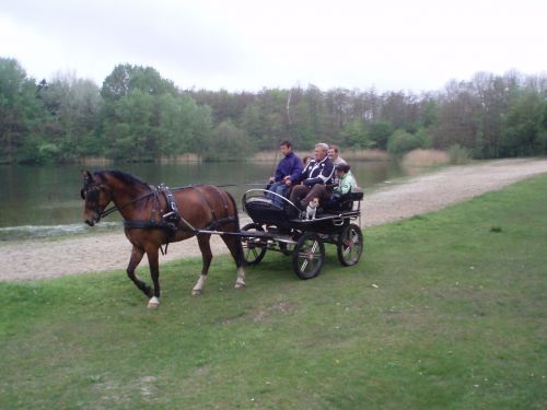 Paardenmennen